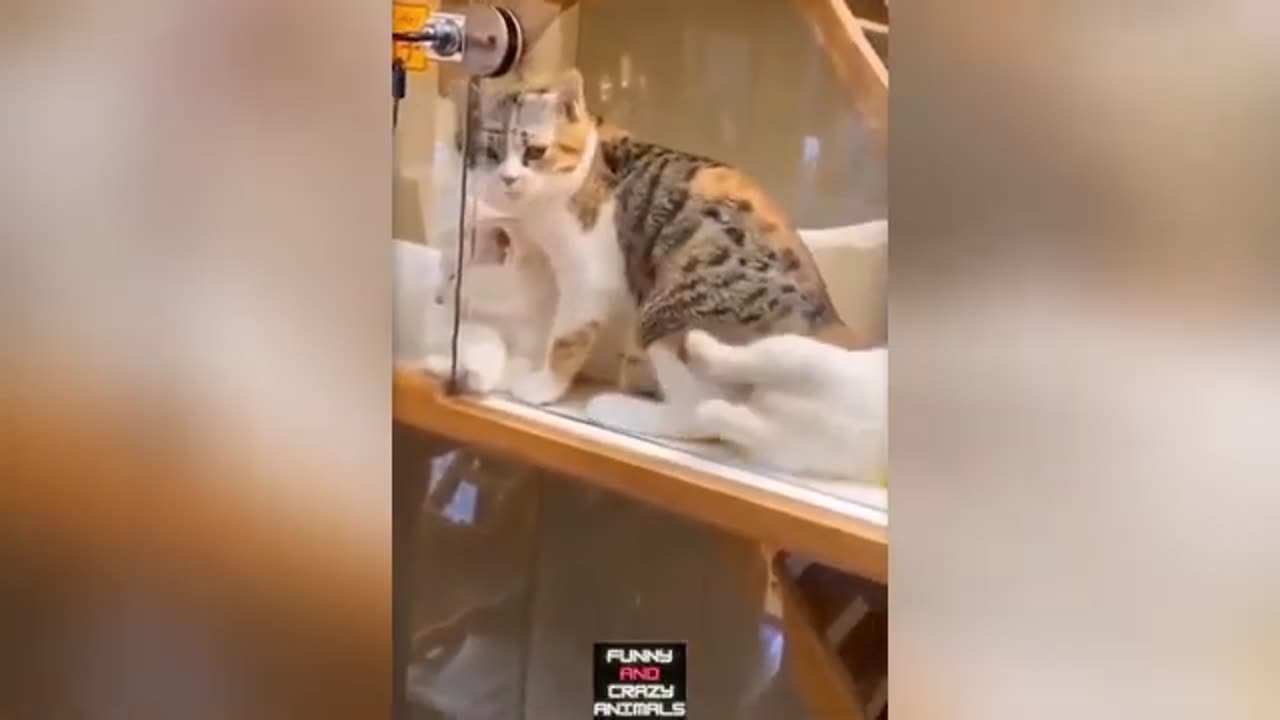 FUNNY ANIMAL VIDEOS🐈FUNNY ANIMALS😂