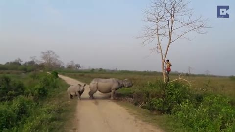 Rhino chases man up