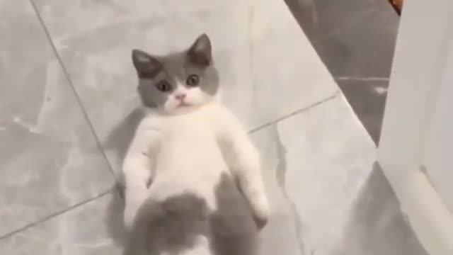 Um amor de gatinho