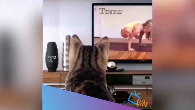 funniest cats videos