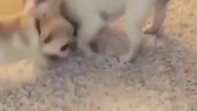 funny dog videos 2021 its time to laugh I fun overloaded