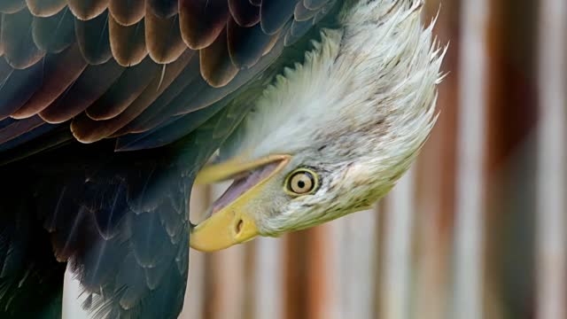 Watch beautiful eagles up close with great music