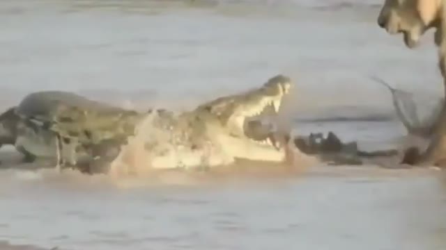 Lions Vs Crocodile