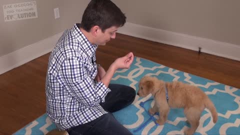 Easy Things to Teach your NEW PUPPY!!!