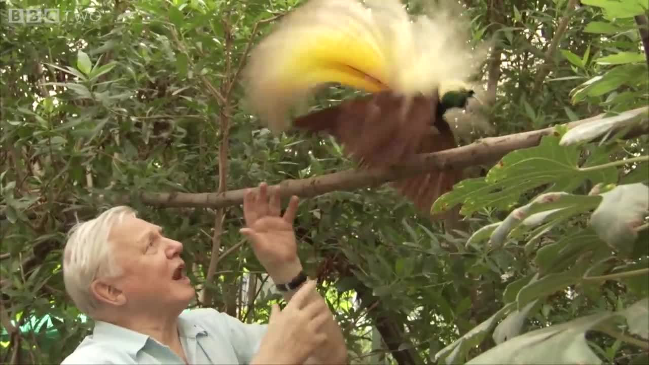 Bird interrupts David Attenborough _ Attenborough's Paradise Birds - BBC