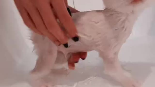 Bathing a cat