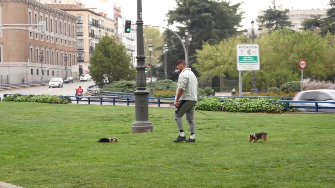 Young Man walks with small Dogs in Madrid, Spain