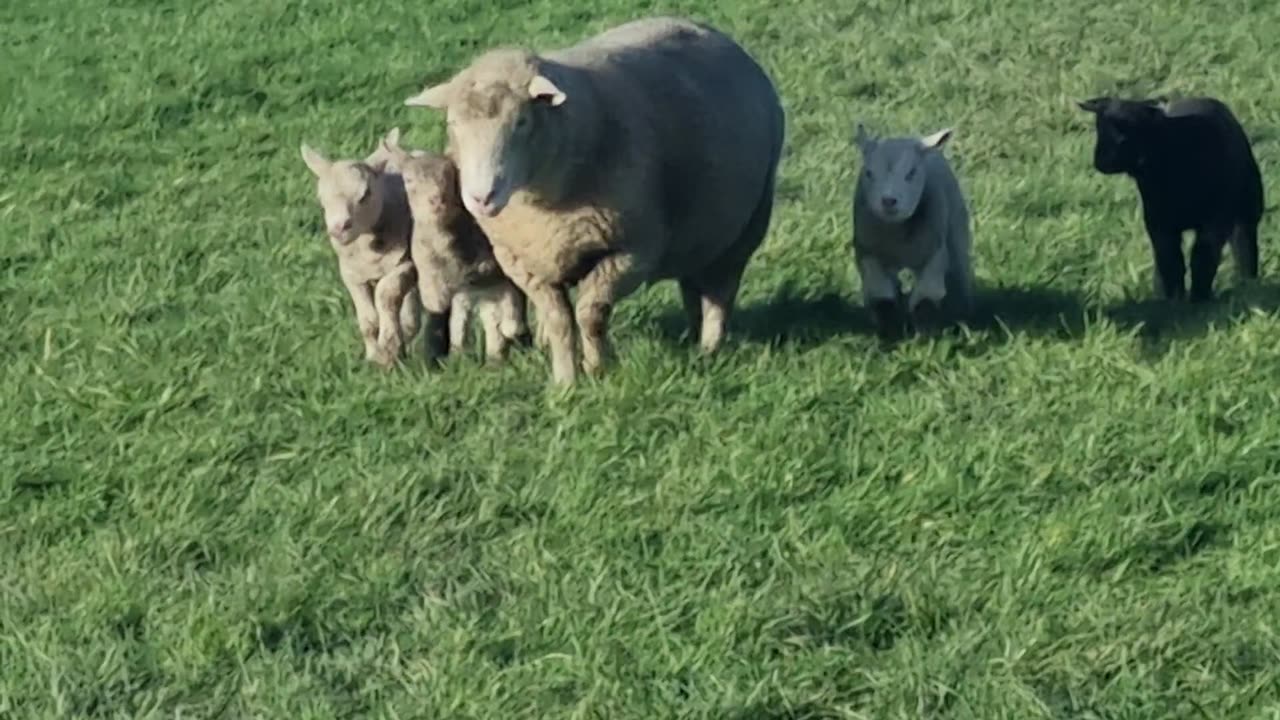 Sheep And Lambs In A Field In North Wales.