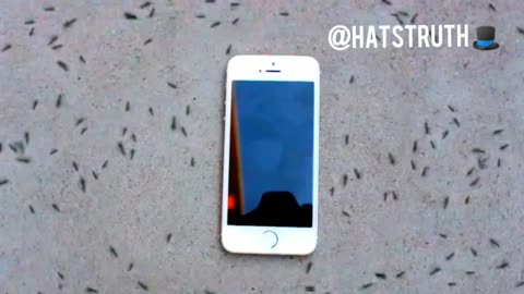 Ants move away from phone radiation