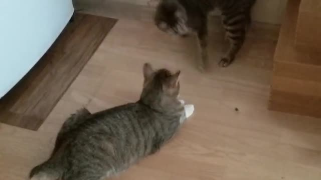 Two cats play with a currant berry