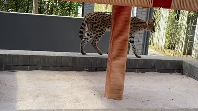 The big cat who learned how to walk