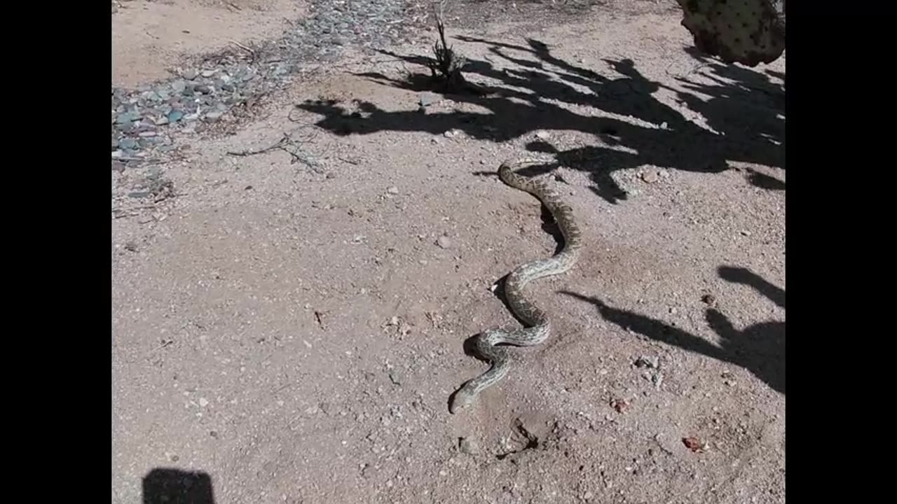 Arizona Snakes RV Park