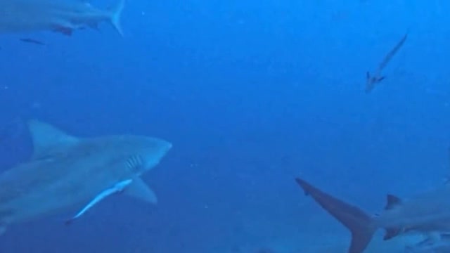 Bull shark has hook in its mouth with bait still attached