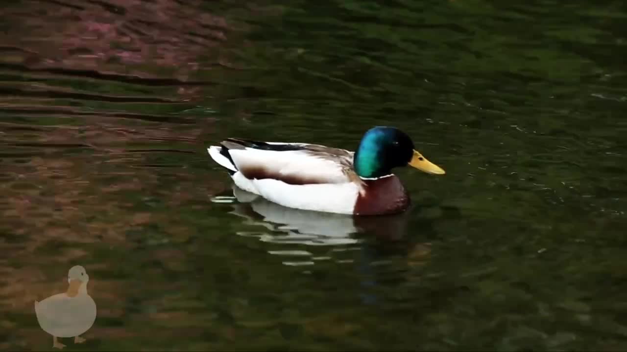 Mallard Duck On Water