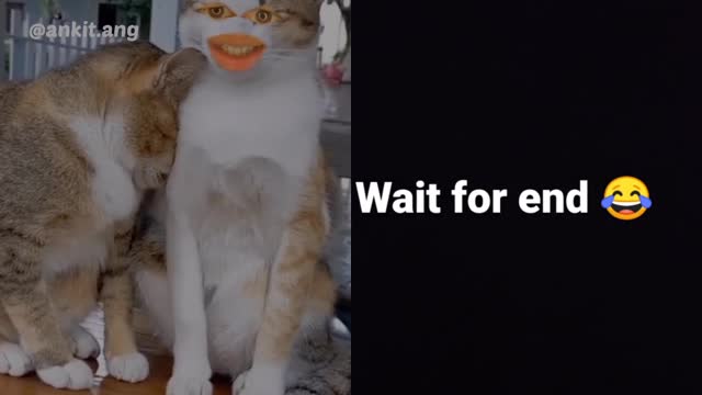 Funny cat video