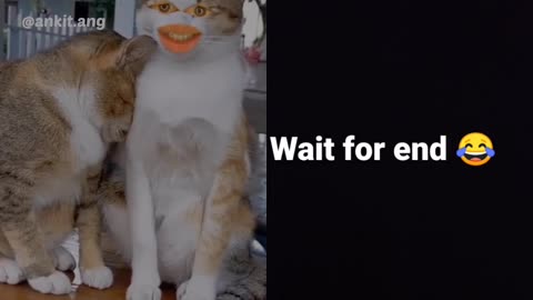 Funny cat video