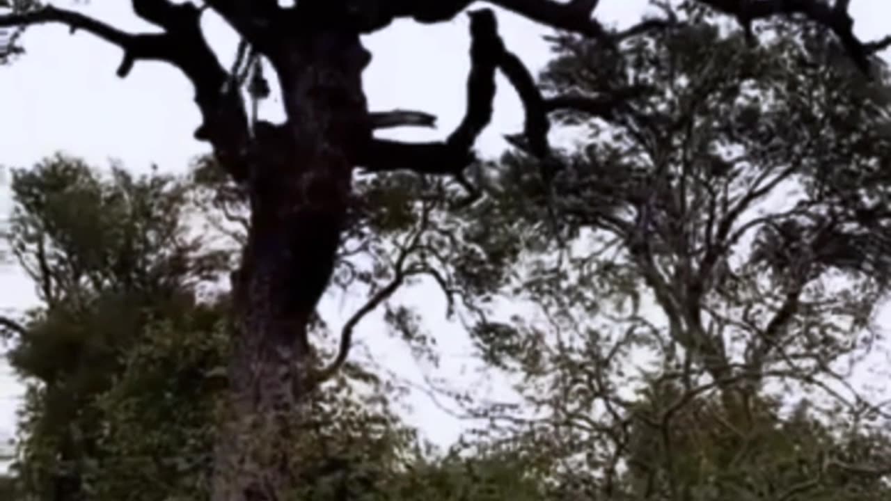 A Leopard forcefully snatched a Prey from a Hyneiya