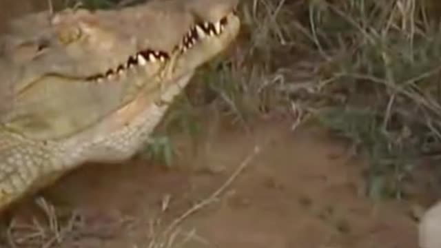 Two lions are working together to hunt a crocodile