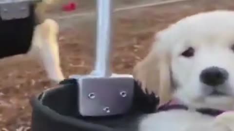 Cute puppies in swings just like babies in cradles