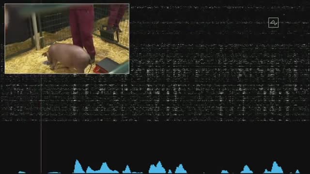Elon Musk's Neuralink chip tested live in pig brains