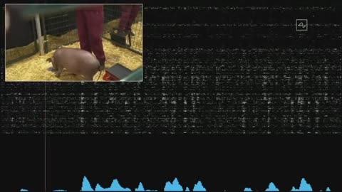 Elon Musk's Neuralink chip tested live in pig brains