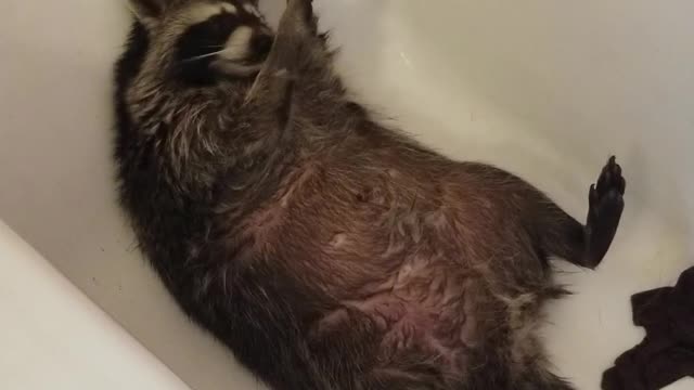 Reggie the Raccoon After His Bath