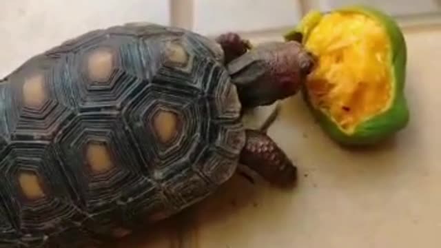 Turtle eating mango