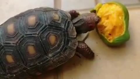 Turtle eating mango