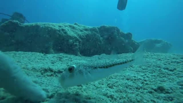 Diver Playing With Puffer Fish 2021.