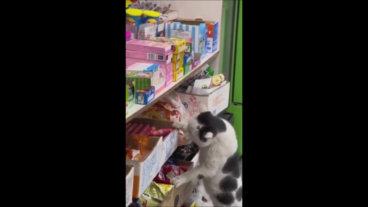 Funny animals - Funny cats _ dogs - Funny animal videos 2024