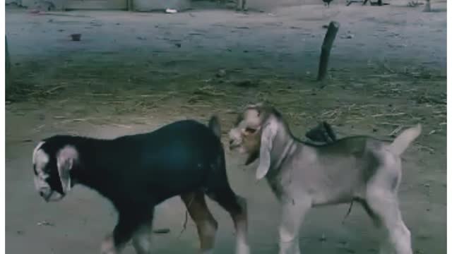 Goat Cute Baby