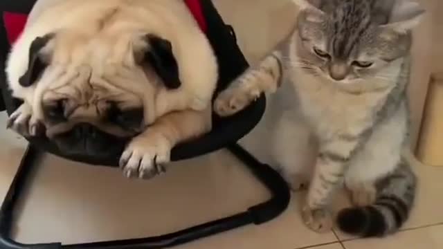 Dog and cat frendship day