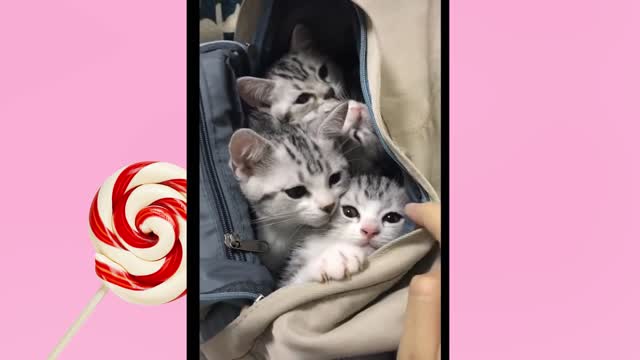 Lovely Super Cute Kittens In The World