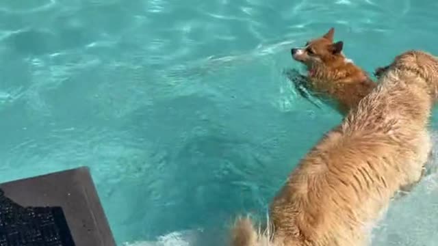 Sorry ruby but retrievers must get the ball