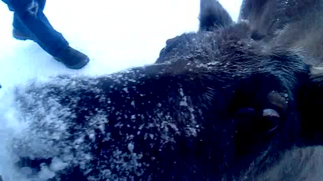 The reindeer made friends with the dog.