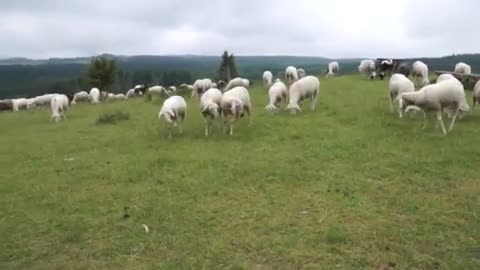 BEAUTIFUL SCOTLAND - (VISIT FOR THE NATURE)