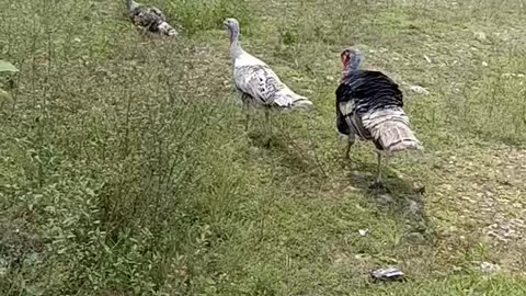 turkey