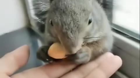 squirrel