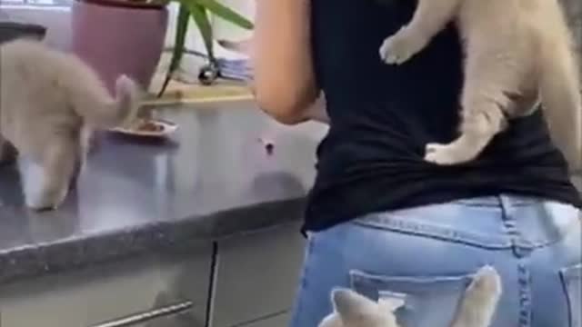 Best Funny Cat Videos That Will Make You Laugh All Day Long 😂😹