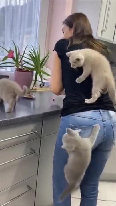Best Funny Cat Videos That Will Make You Laugh All Day Long 😂😹