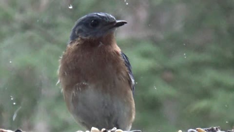 Blue Bird