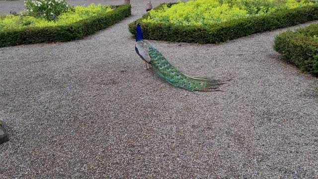 Peacocks at GWYDIR Castle (Wales)