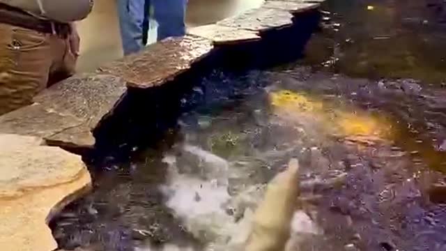 It looks incredible 🦎