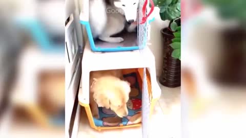 Gatinhos engraçados