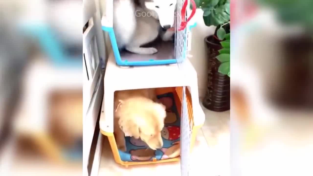 Gatinhos engraçados