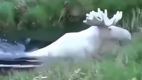 THE RARE WHITE MOOSE