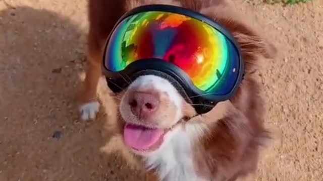 When you are fashionable and sporty | funny cute dogs