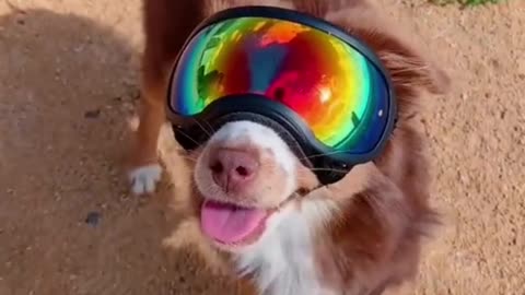 When you are fashionable and sporty | funny cute dogs