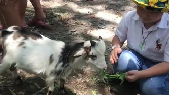 The Goat