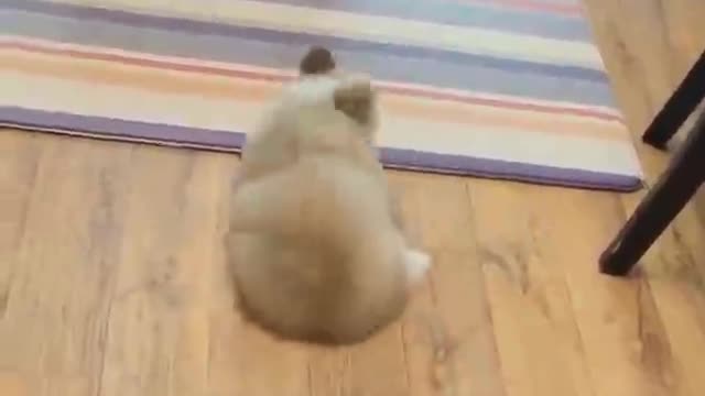 Most animals with short legs are too cute.